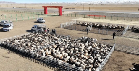 同德縣 多措并舉打造有機(jī)農(nóng)畜產(chǎn)品輸出地，推進(jìn)畜牧業(yè)高質(zhì)量可持續(xù)發(fā)展